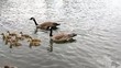 Video: Canada Geese and Goslings Swimming Willamette River Canada Geese and Goslings Swimming Willamette River