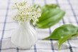 Frischer Bärlauch mit Bärlauchblüte