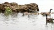 Canada Geese and Goslings Swimming along Willamette River