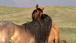 Horses Tenderness. Slow Motion at a rate of 240 fps