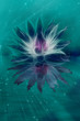Illustration: Beautiful Lotus Flower Abstraction Beautiful Lotus Flower Abstraction