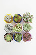 succulent plants
