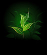 good tea
