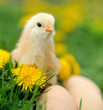 Photo: Little chicken Little chicken