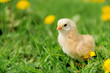 Photo: Little chicken Little chicken