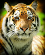 Photo: Tiger Tiger