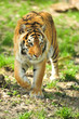 Photo: Tiger Tiger