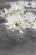 Cherry blossom on water, grey background. Copy space, very selec