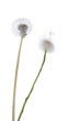 Dandelion isolated on white background