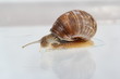 Garden snail