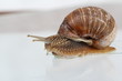 garden snail