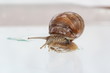 Garden snail
