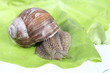 Garden snail