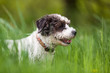 jack russel