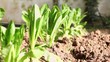 Water on garden Sustainability concept