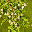 Foto: Lebensbaum - Thuja Lebensbaum - Thuja