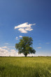 Big Tree on Green Meadow