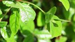 Water on garden Sustainability concept