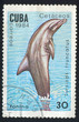 Dolphin Tursiops truncatus