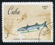 Photo: Great barracuda Great barracuda