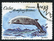 Photo: Beaked whale Ziphius cavirostris Beaked whale Ziphius cavirostris