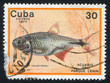 Photo: Fish Hemigrammus caudovittatus Fish Hemigrammus caudovittatus