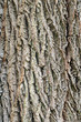 The bark of black walnut (Juglans nigra)