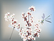 Vector: dragonfly and white tree blossom dragonfly and white tree blossom