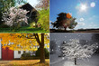 Foto: 4 seasons - countryside trees 4 seasons - countryside trees