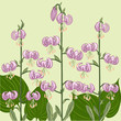 Pink Lilium martagon flowers