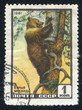 Brown bear