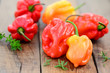 Paprika