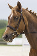 horse portrait
