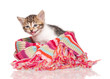 Little kitten