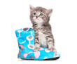 Photo: Little kitten Little kitten