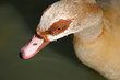 Head of Egyptian goose Alopochen aegyptiacus