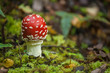 fly agaric growing on moss