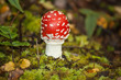 fly agaric in forest