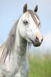 Welsh mountain pony with annoying flies