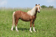 Nice young welsh mountain pony