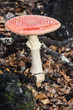 mature fly agaric