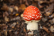 amanita muscaria
