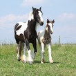 Nice irish cob mare with foal on pasturage
