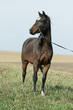Portrait of welsh part-bred mare with halter