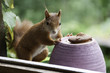 Eurasian red squirrel-Sciurus vulgaris