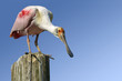Photo: Roseate Spoonbill (Platalea ajaja) perched on wood post Roseate Spoonbill (Platalea ajaja) perched on wood post