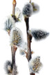 Branches of the pussy willow with flowering bud.Isolated.