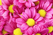 Beautiful violet red dahlia flowers.Сloseup