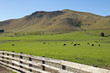 Neuseeland, Weide bei Twizel