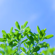 Foto: Fresh tree leaves on blue sky background Fresh tree leaves on blue sky background
